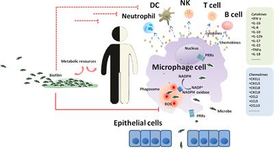 Offense and Defense in Granulomatous Inflammation Disease